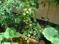 Tomate maskotka-1.jpg