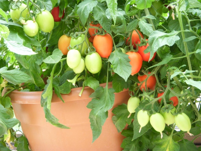 Fichier:Tomate maya indian-2.jpg