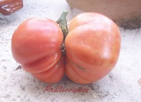 Tomate mediterranean-1.jpg