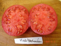 Tomate mediterranean.jpg