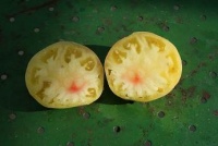 Tomate mikado blanche.jpg