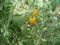 Tomate mirabelle blanche op-1.jpg