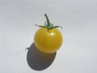 Tomate mirabelle blanche op.jpg