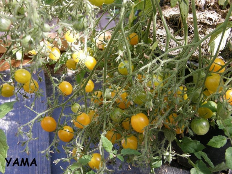 Fichier:Tomate mirabelle op.jpg