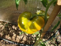 Tomate moldovan green op-1.jpg