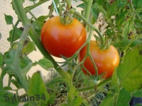 Tomate moneymaker-1.jpg