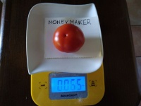 Tomate moneymaker-2.jpg