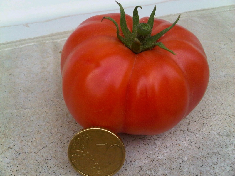 Fichier:Tomate mong.jpg