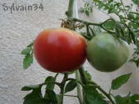 Tomate morado de aretxabaleta-1.jpg