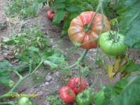 Tomate mortgage lifter rieger.jpg