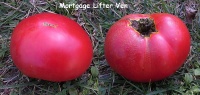 Tomate mortgage lifter ven.jpg