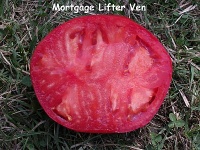 Tomate mortgage lifter ven coupe.jpg