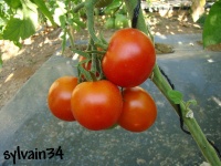 Tomate moskvitch-1.jpg