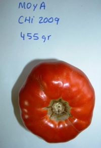 Tomate moya-1.jpg