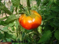 Tomate moya-2.jpg