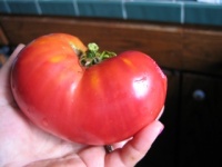 Tomate mr. underwood pink german giant.jpg