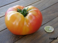 Tomate multicolor op-2.jpg