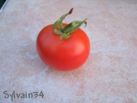Tomate muscat-1.jpg