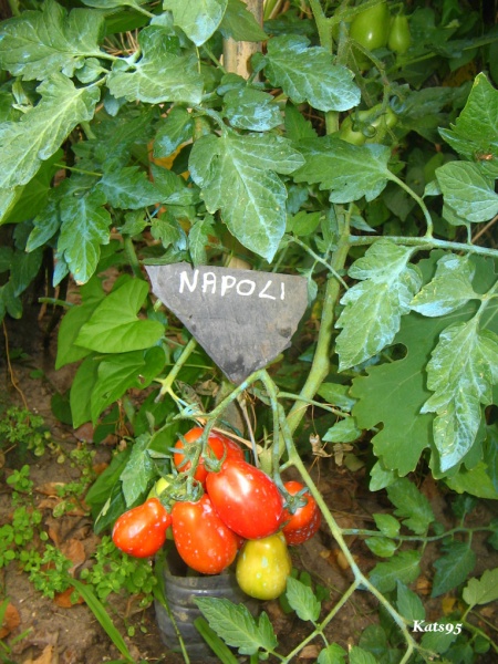 Fichier:Tomate napoli-1.jpg