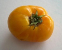 Tomate native sun-1.jpg