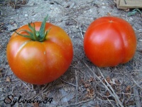Tomate nepal op-2.jpg