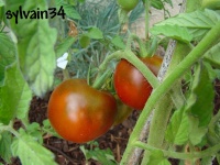 Tomate noire charbonneuse-1.jpg
