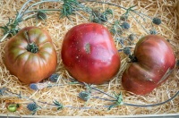 Tomate noire charbonneuse-2.jpg