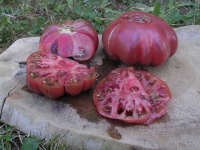 Tomate noire de coseboeuf-1.jpg