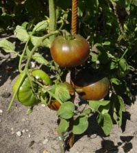 Tomate noire de crimée-1.jpg