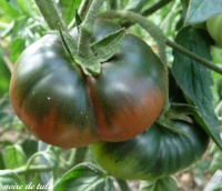 Tomate noire de tula-1.jpg