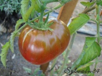 Tomate noire de tula-2.jpg