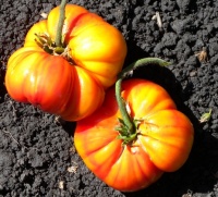 Tomate old german.jpg