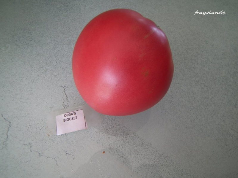 Fichier:Tomate olga s biggest.jpg