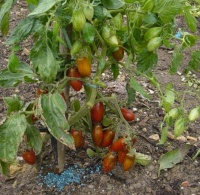 Tomate olivette striée-1.jpg