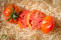 Tomate opalska-2.jpg
