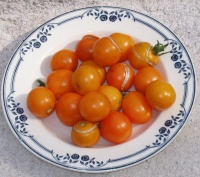 Tomate orange bourgois op.jpg
