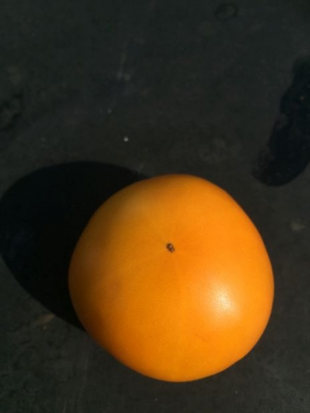 Fichier:Tomate orange fleshed purple smudge-1.jpg