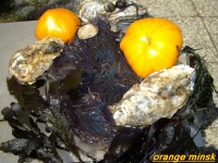 Tomate orange minsk-1.jpg