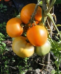 Tomate orange polonaise-2.jpg