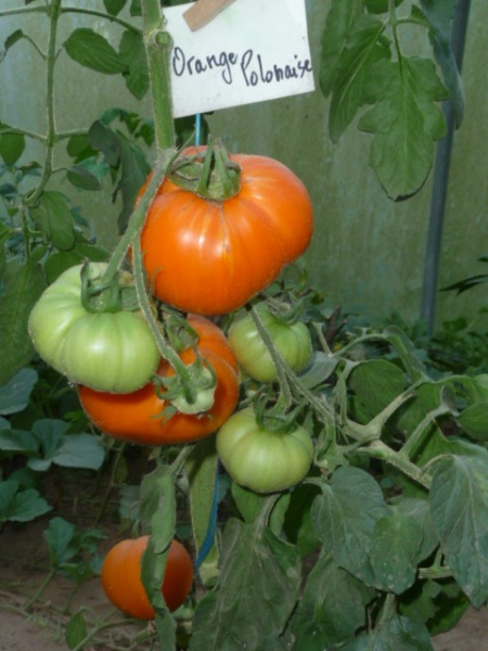 Fichier:Tomate orange polonaise.jpg