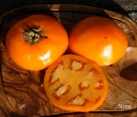 Tomate orange queen-1.jpg