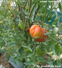 Tomate orange russian 117-1.jpg