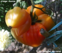 Tomate orange russian 117.jpg