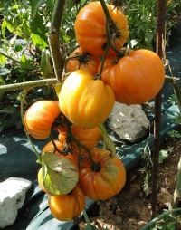Tomate orange strawberry-2.jpg