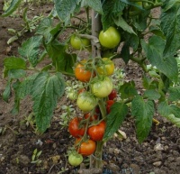 Tomate oregon spring-1.jpg