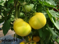 Tomate pêche jaune op-1.jpg