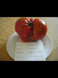 Tomate palestinian op.jpg