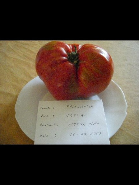 Fichier:Tomate palestinian op.jpg