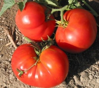 Tomate pantano romanesco-1.jpg