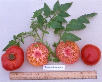 Tomate pantano romanesco-2.jpg